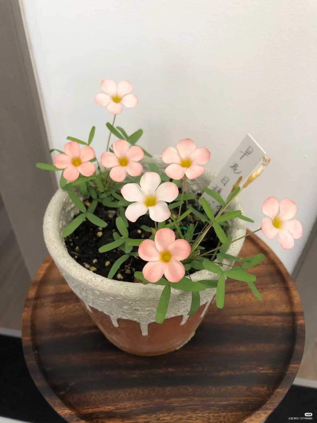 Buket tulip Greenora